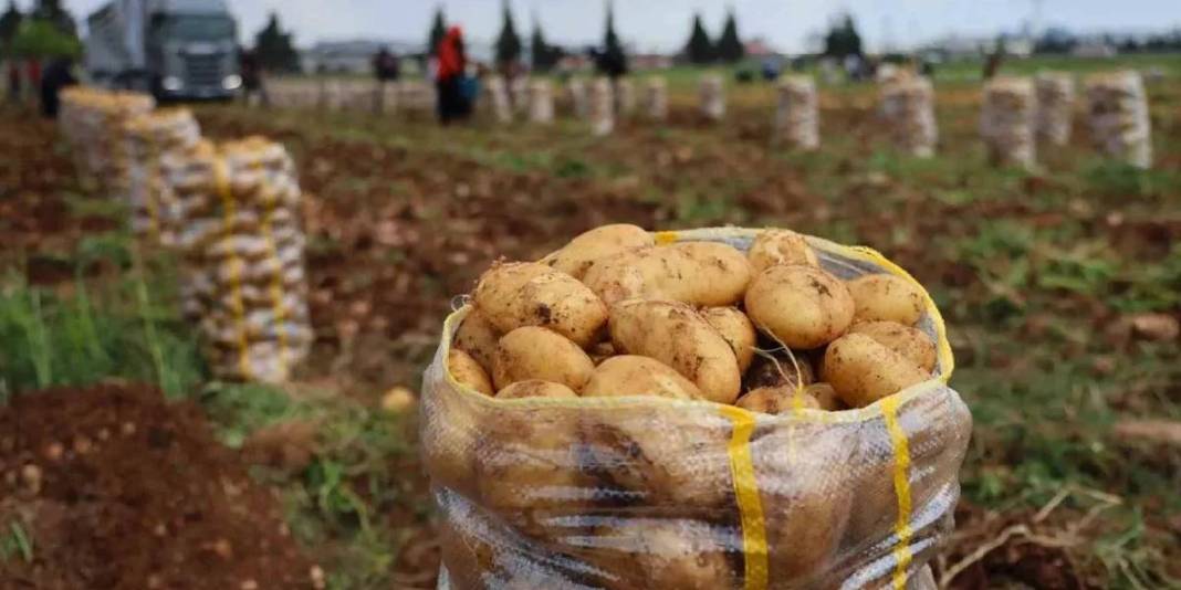 Asgari ücretlinin yine cebi yanacak! Hasat başladı ama fiyatlar memnun etmedi: Kilosu 24 liradan satılacak 7